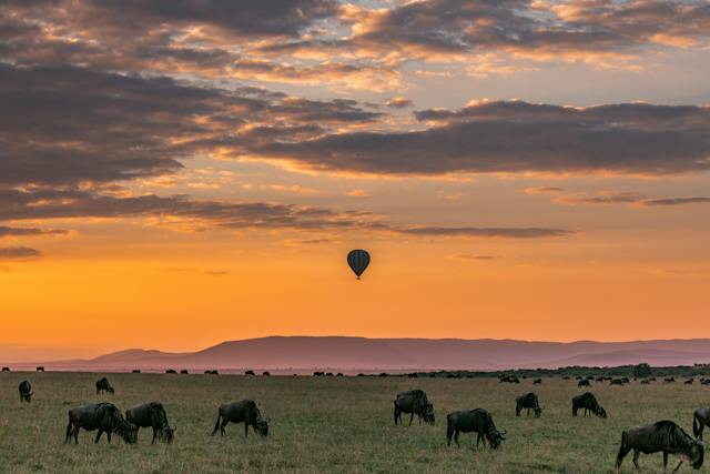 Wildlife Tourism: A Journey into Nature's Wonderland